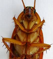 Image result for periplaneta americana