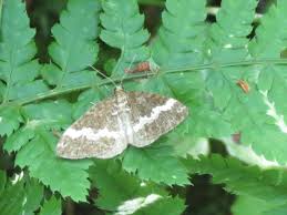 Attēlu rezultāti vaicājumam “Perizoma affinitata”