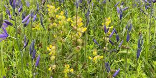 Attēlu rezultāti vaicājumam “Rhinanthus serotinus flower”