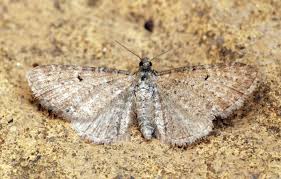 Attēlu rezultāti vaicājumam “Eupithecia satyrata”