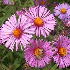 Image result for Aster novae-angliae