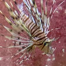 Image result for Pterois volitans