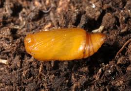 Attēlu rezultāti vaicājumam “Perizoma affinitata”