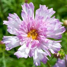 Image result for Cosmos bipinnatus `Double Click`