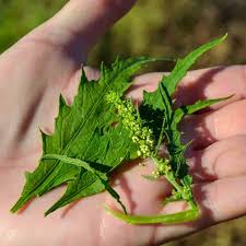Image result for Chenopodium ambrosioides