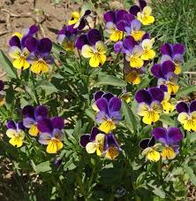 Image result for Viola cornuta