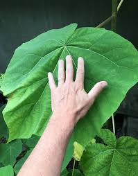 Attēlu rezultāti vaicājumam “Catalpa ovata leaf”