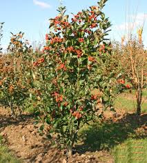 Attēlu rezultāti vaicājumam “Crataegus laevigata”