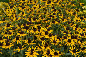 Attēlu rezultāti vaicājumam “Reticularia lobata young”