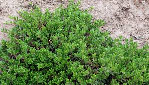 Attēlu rezultāti vaicājumam “Arctostaphylos uva-ursi”