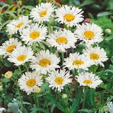 Image result for Chrysanthemum leucanthemum