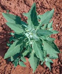 Image result for Chenopodium album