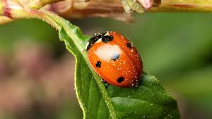 Attēlu rezultāti vaicājumam “Coccinella septempunctata imago”