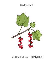 Attēlu rezultāti vaicājumam “Ribes rubrum leaf”