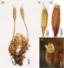 Attēlu rezultāti vaicājumam “Ulota crispa sporophyte”