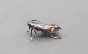 Attēlu rezultāti vaicājumam “Lyonetiidae”