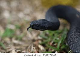 Attēlu rezultāti vaicājumam “Vipera berus adult”