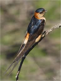 Image result for Cecropis daurica