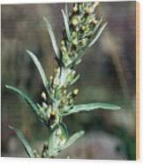 Attēlu rezultāti vaicājumam “Gnaphalium sylvaticum bud”