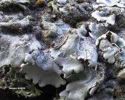 Attēlu rezultāti vaicājumam “Parmelina tiliacea”