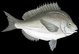 Image result for Stenotomus chrysops