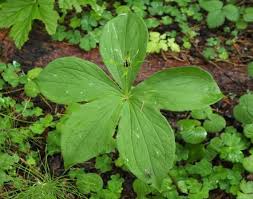 Attēlu rezultāti vaicājumam “Paris quadrifolia”