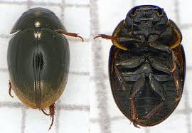 Attēlu rezultāti vaicājumam “Hydrophilidae”