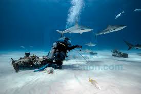 Image result for Carcharhinus perezii