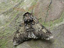 Attēlu rezultāti vaicājumam “Biston strataria”