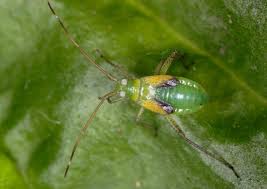 Attēlu rezultāti vaicājumam “Adelphocoris quadripunctatus imago”