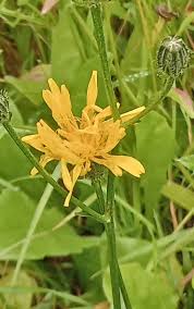 Attēlu rezultāti vaicājumam “Crepis paludosa leaf”