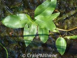 Attēlu rezultāti vaicājumam “Potamogeton gramineus”
