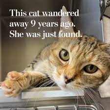 Image result for cat found