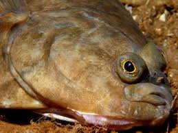Image result for Platichthys flesus