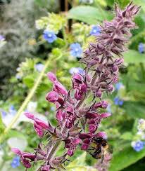 Attēlu rezultāti vaicājumam “Stachys sylvatica bud”