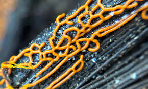 Attēlu rezultāti vaicājumam “Hemitrichia serpula macro”