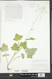 Attēlu rezultāti vaicājumam “Mycelis muralis”