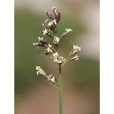 Attēlu rezultāti vaicājumam “Poa compressa”