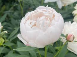 Attēlu rezultāti vaicājumam “Paeonia lactiflora flower”