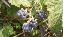 Attēlu rezultāti vaicājumam “Rubus caesius”