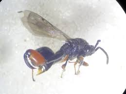 Attēlu rezultāti vaicājumam “Clitellaria ephippium”