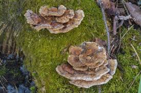 Attēlu rezultāti vaicājumam “Trametes ochracea”