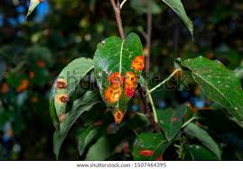 Attēlu rezultāti vaicājumam “Gymnosporangium sabinae”