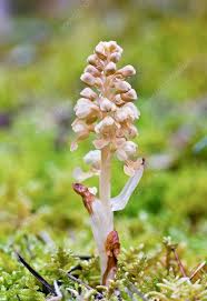 Attēlu rezultāti vaicājumam “Neottia nidus-avis bud”