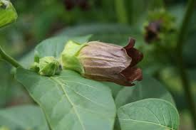 Image result for beladona