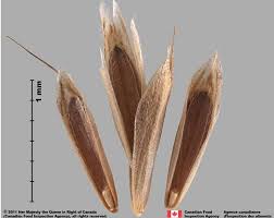 Attēlu rezultāti vaicājumam “Bromus hordeaceus subsp. hordaceus fruit”
