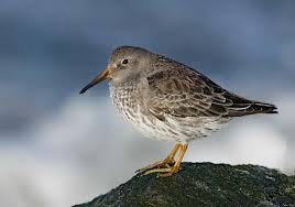 Attēlu rezultāti vaicājumam “Calidris maritima adult”