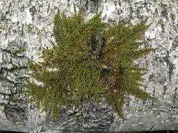 Attēlu rezultāti vaicājumam “Pylaisia polyantha”