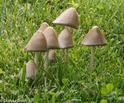 Attēlu rezultāti vaicājumam “Coprinus atramentarius”