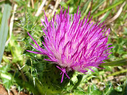 Attēlu rezultāti vaicājumam “Cirsium acaule leaf”